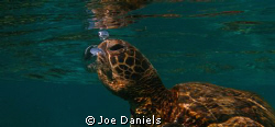 Green Turtle coming up for a breath by Joe Daniels 